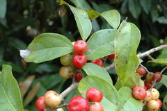 Flacourtia montana